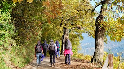 Insbesondere-im-Herbst-tummeln-sich-so-einige-Wanderer-auf-dem-Keschtnweg