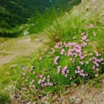 Bunte Vielfalt: Stängelloses Leimkraut längs des Weges