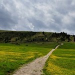 Die blumenreichen Wiesen der Broglesalm