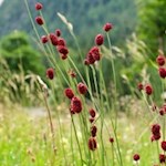 Der Wanderweg wird anfangs von blumenreichen Wiesen umrahmt