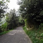 Der letzte Streckenabschnitt auf den Monte Brione führt durch einen lichten Wald