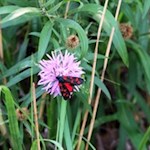 The red and black crepuscular burnet prefers purple flowers