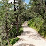 Hinter der Tuffalm führt der Weg über bewaldete Hänge