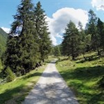 Die umliegenden Bäume werfen kühlende Schatten auf den Weg