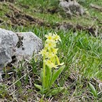 Primroses also thrive in the gentle alpine meadows of monte Stivo