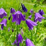 Glockenblumen gedeihen am Wegesrand