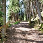 Sanft steigt der Waldweg nach Briol an