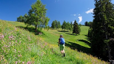 Durch blumenfrohe Lärchenwiesen auf den Golfen