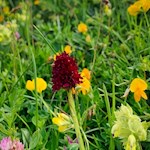 Auch das nach Vanille duftende Kohlröschen gedeiht auf der Seiser Alm