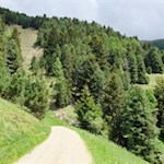 Im kaum merklichen Anstieg schlängelt sich der Weg zur Schatzerhütte