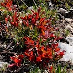 Alpine Bärentraube am Wegesrand