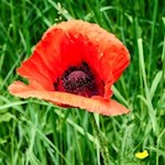 Wiesenmohn nahe der Hofschenke Schifferegger