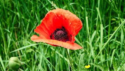 Wiesenmohn nahe der Hofschenke Schifferegger