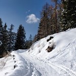 Auf dem Weg Nr. 5 durch lichte Zirben- und Lärchenhaine