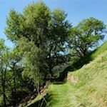 „Alles freuet sich und hoffet, wenn der Frühling sich erneut.“ (Friedrich Schiller)