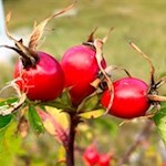 Im Herbst säumen Hagebutten den Weg zur Edelweißhütte