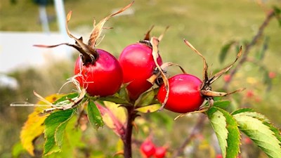 Im Herbst säumen Hagebutten den Weg zur Edelweißhütte