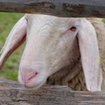 Ein neugieriger Weggefährte...