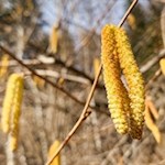 Haselnusssträucher säumen den Weg zum Braunhof