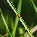 Marienkäfer im sattgrünen Gras