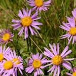 Farbenfrohe Alpenaster am Wegesrand