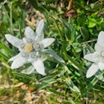 Das Edelweiß gedeiht hier besonders reich