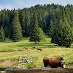 Am Wegesrand weiden zahlreiche Kühe