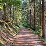 Durch schattigen Wald nach Weitental