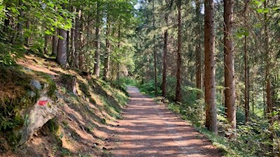Durch schattigen Wald nach Weitental