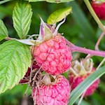 Himbeeren auf dem Rückweg zum Jochgrimm