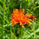 Auch der Goldpippau gedeiht in den Wiesen am Fuße des Rosengarten