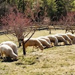 Zufriedene Schafe kreuzen unseren Weg
