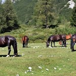 Summer retreat at the foot of the Tre Cime di Lavaredo