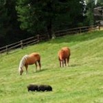 Nicht nur die Pferde laben sich am sattgrünen Gras...