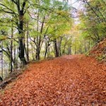 Auf dem herbstlich gefärbten Kalterer Höhenweg
