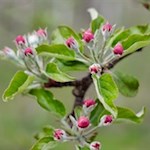 „Wie herrlich leuchtet mir die Natur! Wie glänzt die Sonne! Wie lacht die Flur!“ (J. W. von Goethe)