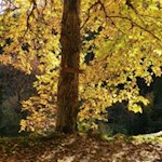 Im Herbst ist der Kastanienweg in leuchtende Herbstfarben getaucht