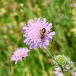 Auch die Witwenblume gedeiht in den saftigen Almwiesen um die Freundalm