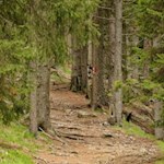 Der Großteil des Weges führt durch den Wald