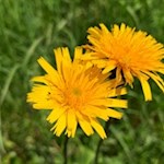 Auf der Seiser Alm wachsen rund 800 Pflanzenarten