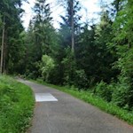 Durch ein schattenspendendes Waldstück