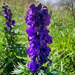 Eisenhut gedeiht auf dem Gipfel des Mutenock