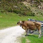 Auf dem breiten Wanderweg zur Rossalm trifft man auf allerlei Gefährten...
