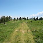 Durch idyllische Weidewiesen zur Möltner Kaser Alm