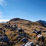 In meckernder Gesellschaft nähern wir uns dem Gipfelkreuz