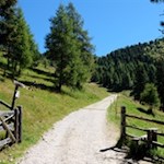 Alternativ zum schmalen Waldpfad kann man auch auf dem breiten Forstweg zur Gönneralm wandern