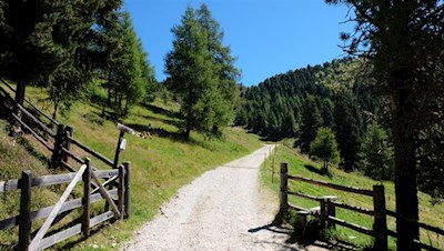 Alternativ zum schmalen Waldpfad kann man auch auf dem breiten Forstweg zur Gönneralm wandern