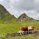Weidekühe nahe der Valsscharte