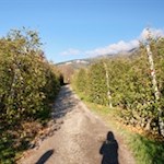 Die Dörferrunde führt durch malerische Apfelwiesen