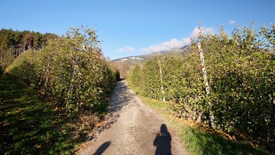 Die Dörferrunde führt durch malerische Apfelwiesen